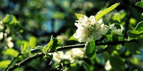 Photo d'arbres fruitiers en fleur dans le jardin