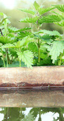 Foto plaatselijke planten met veedrinkbak