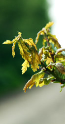 Photo of young oak branch