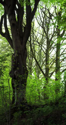Photo of old beech tree in forest