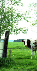 Foto koe in een grote wei