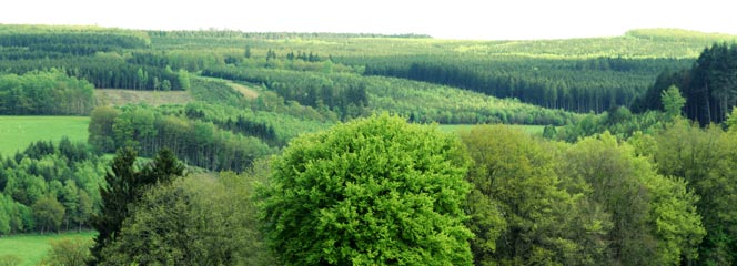 Photo of a green valley